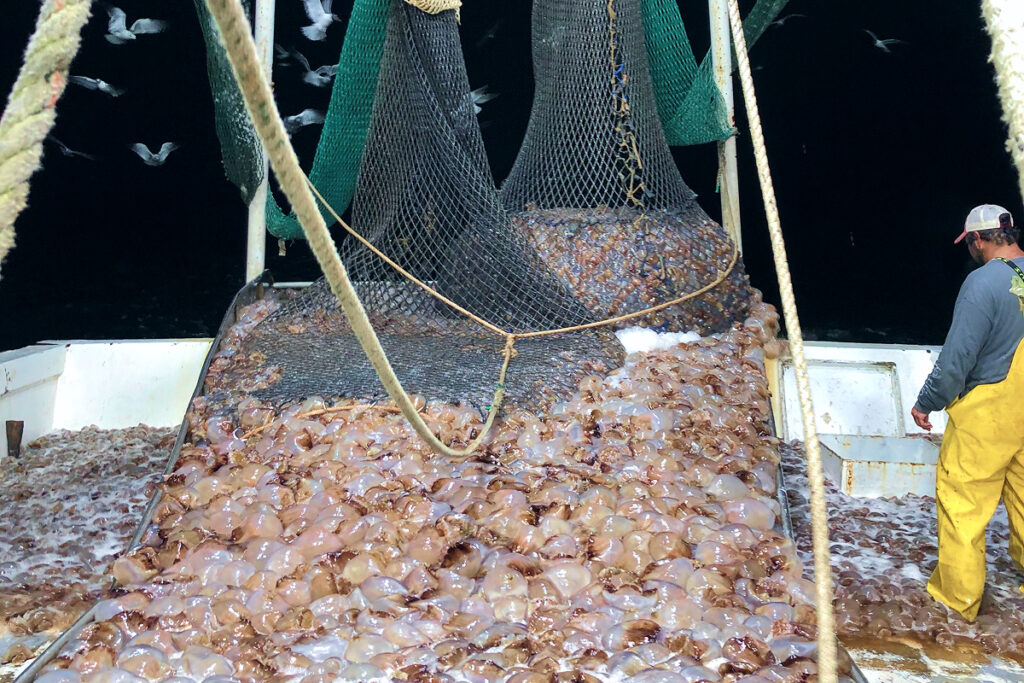 JellyCo USA harvesting jellyfish